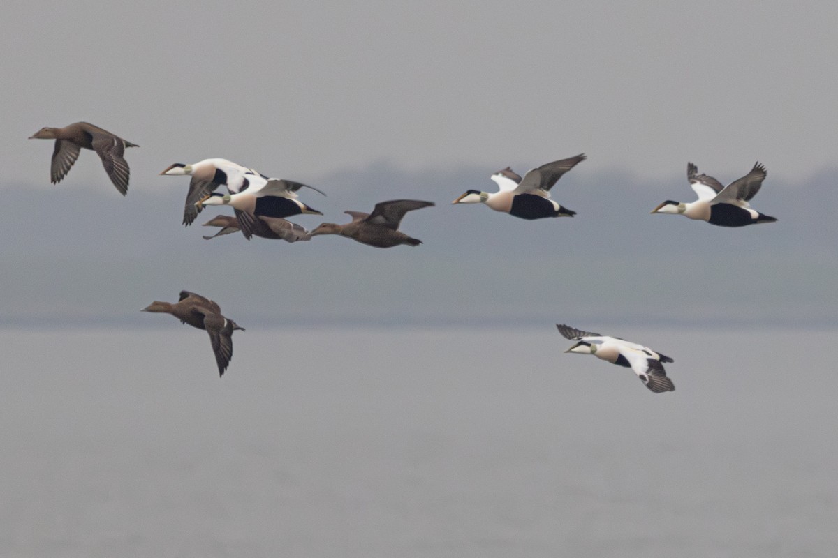 Common Eider - ML647065163