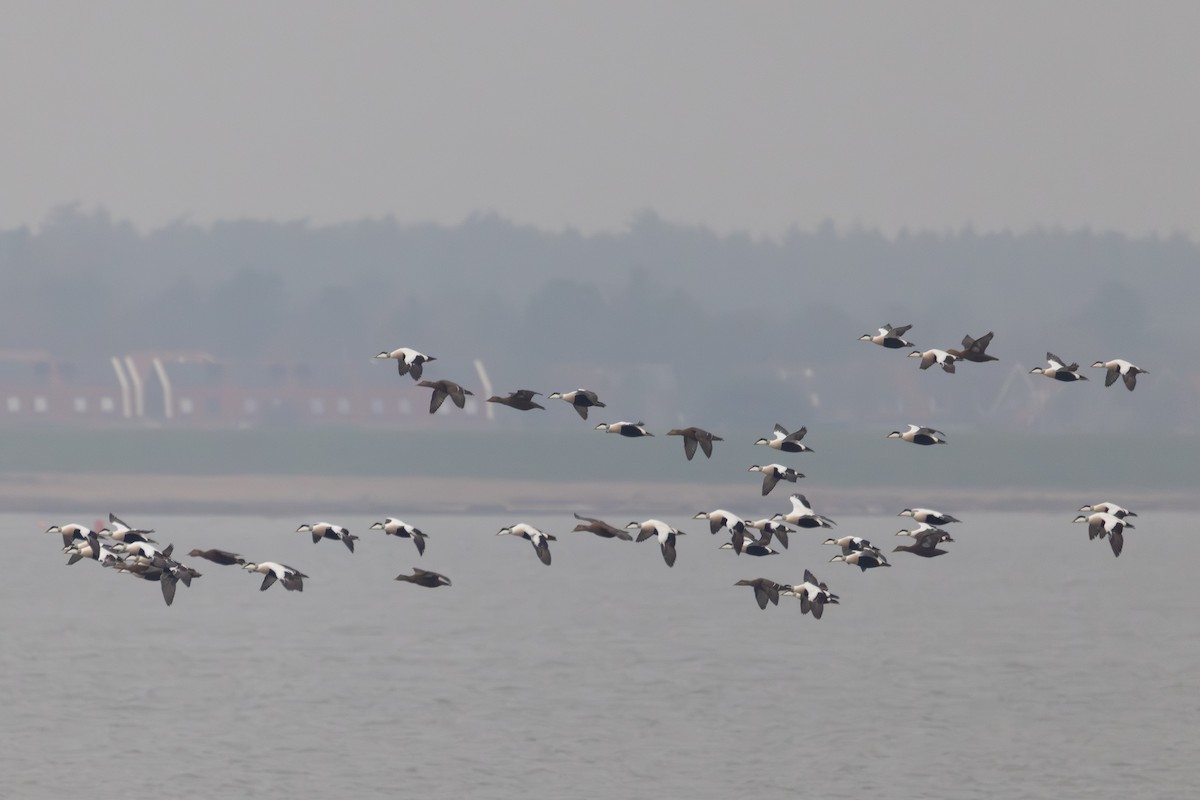 Common Eider - ML647065164