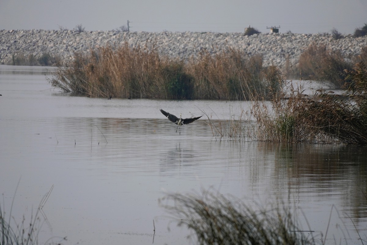 Gray Heron - ML647065165