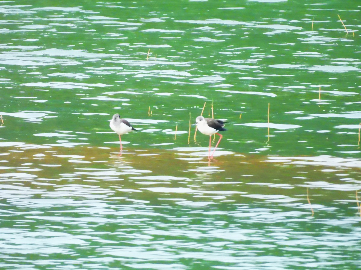 Black-winged Stilt - ML647065166