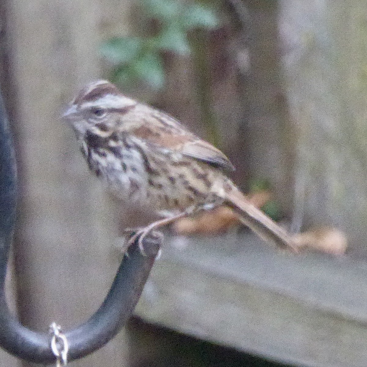 Song Sparrow - ML647065167