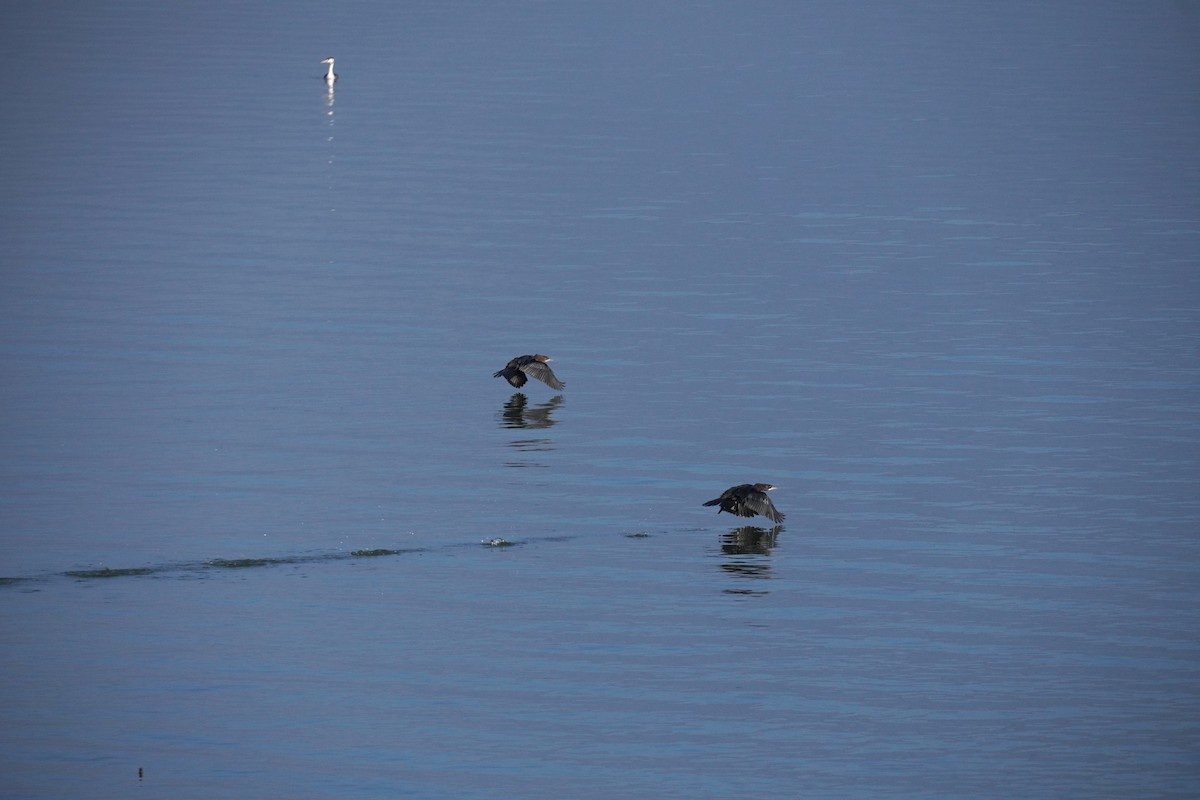 Pygmy Cormorant - ML647065168