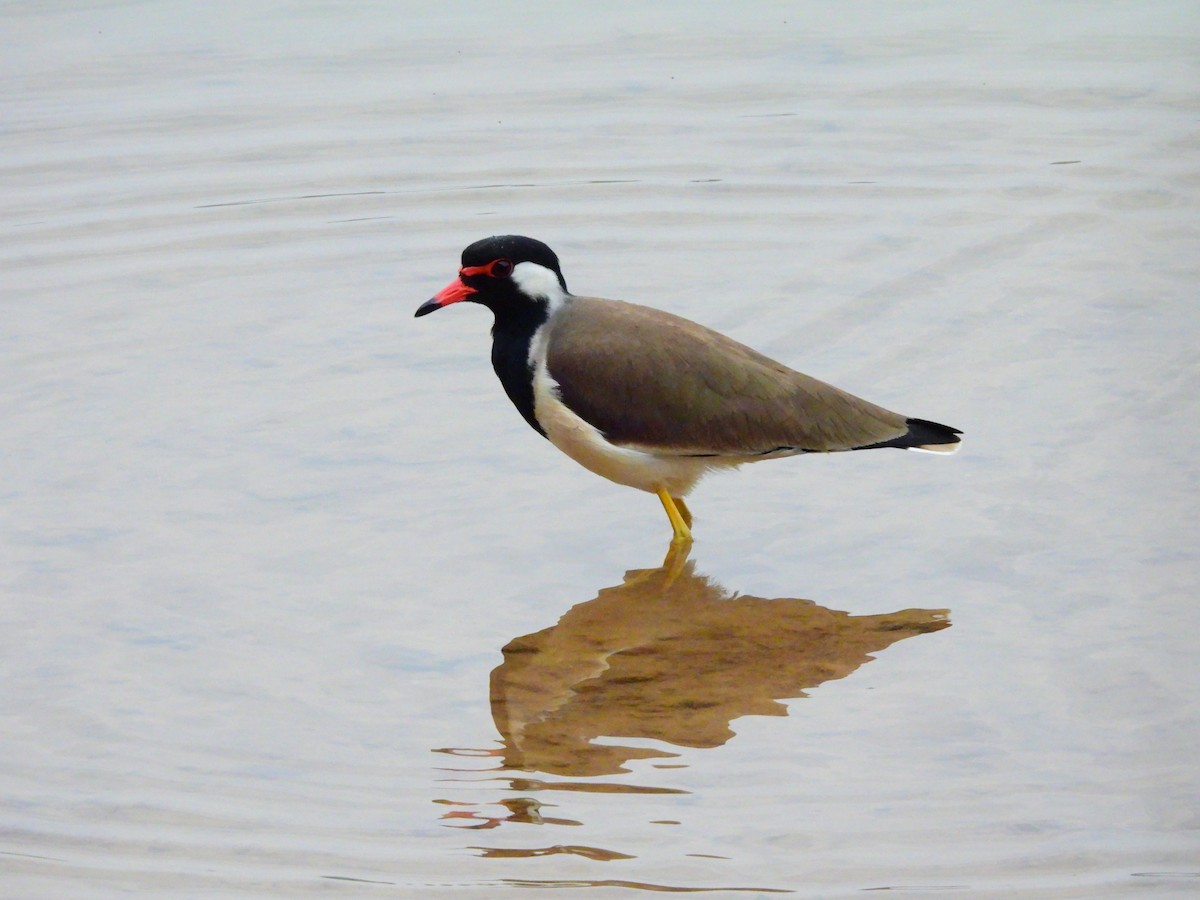 Red-wattled Lapwing - ML647065169