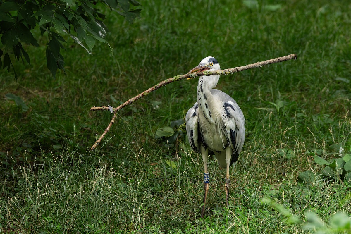 Gray Heron - ML647065170