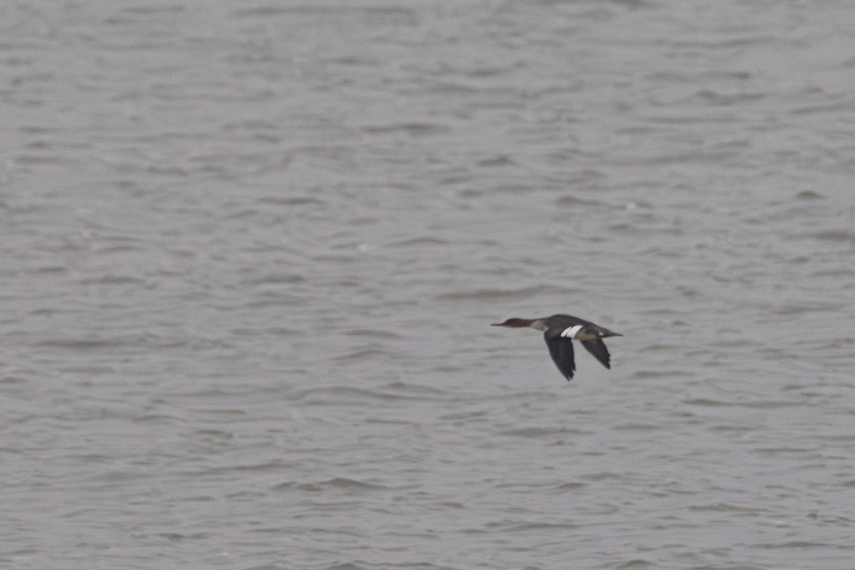 Red-breasted Merganser - ML647065171