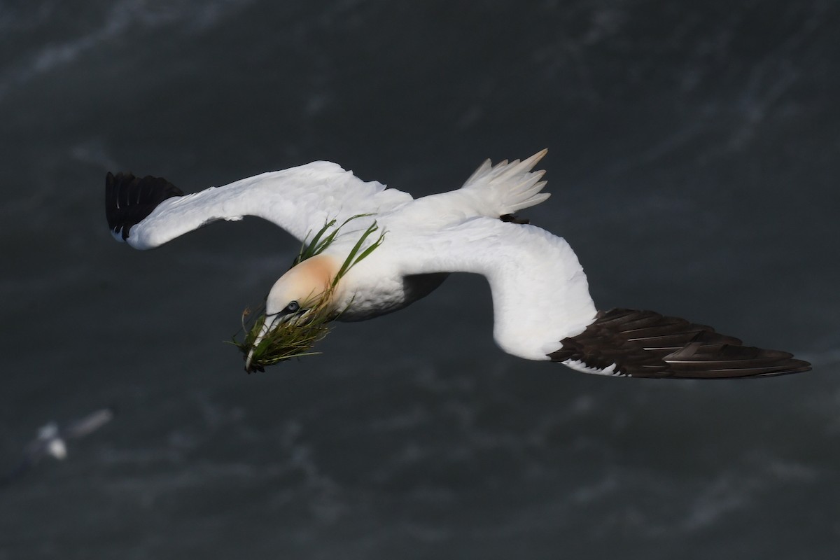 Northern Gannet - ML647065172