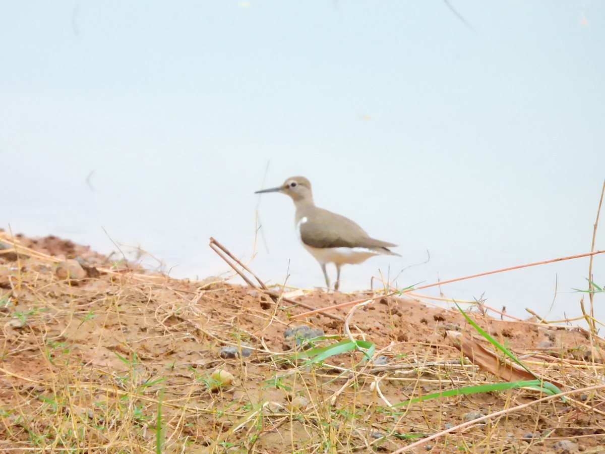 Common Sandpiper - ML647065173