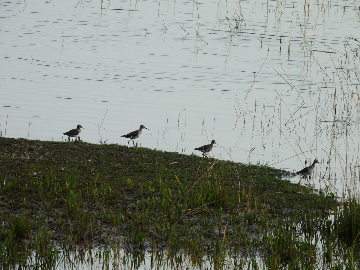 Common Sandpiper - ML647065174