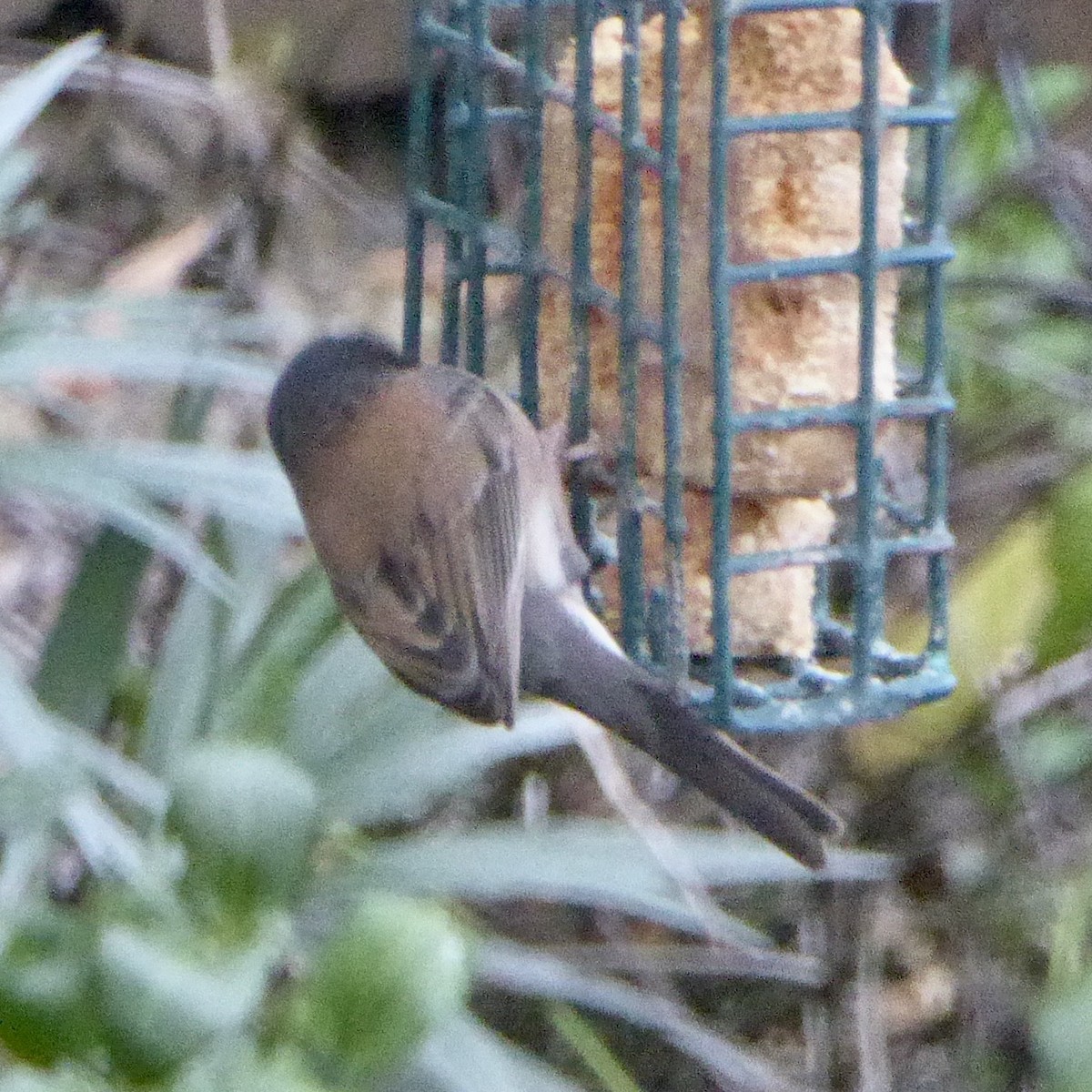Dark-eyed Junco - ML647065176
