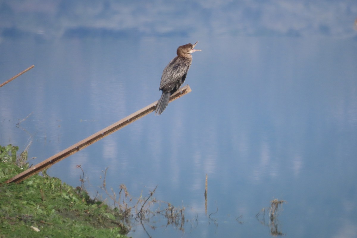 Pygmy Cormorant - ML647065180