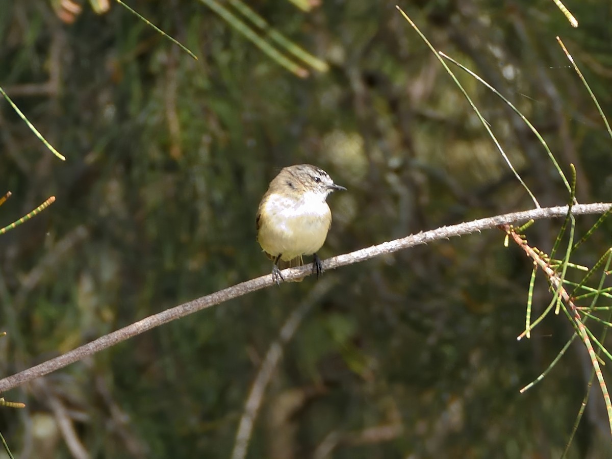 Yellow-rumped Thornbill - ML647065181