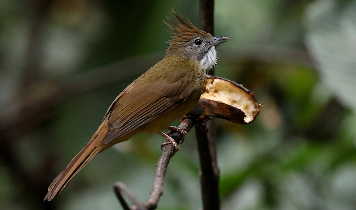 Puff-throated Bulbul - ML647065182