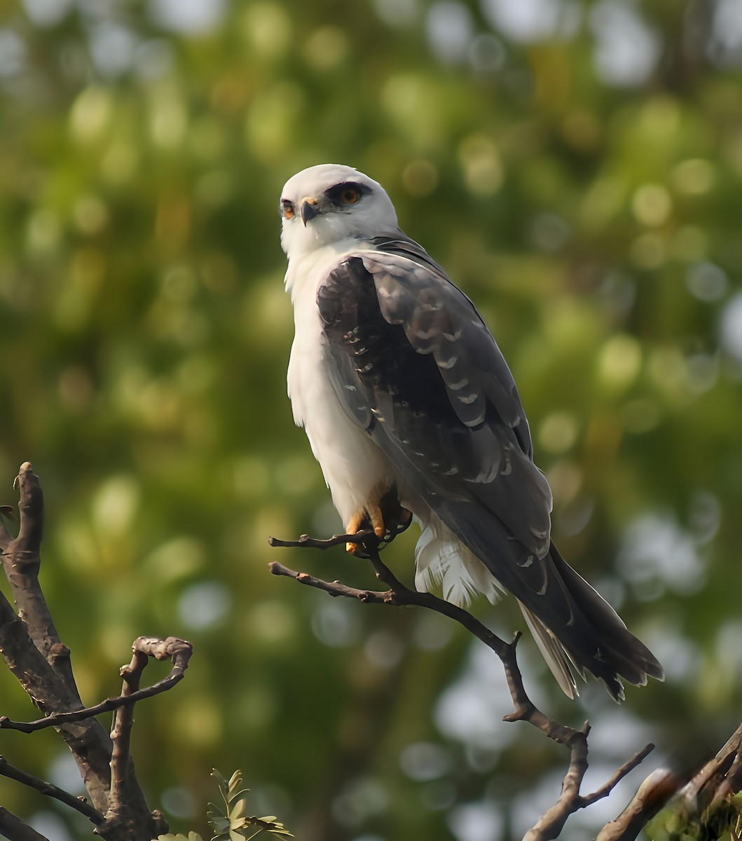 Black-winged Kite - ML647065183