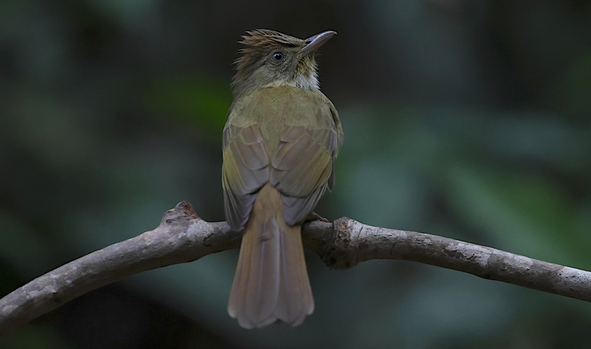 Gray-eyed Bulbul - ML647065184