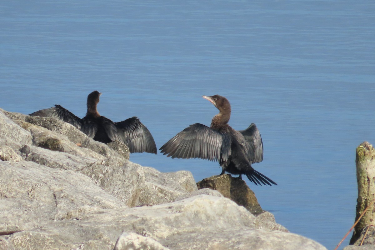 Cormorán Pigmeo - ML647065189