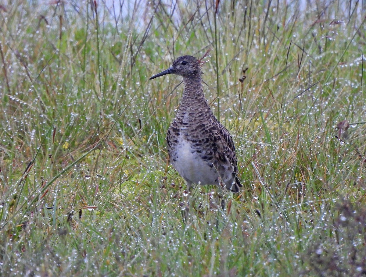 Döğüşkenkuş - ML647065190