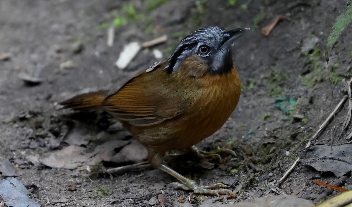 Kırçıllı Çalı Timalyası - ML647065191