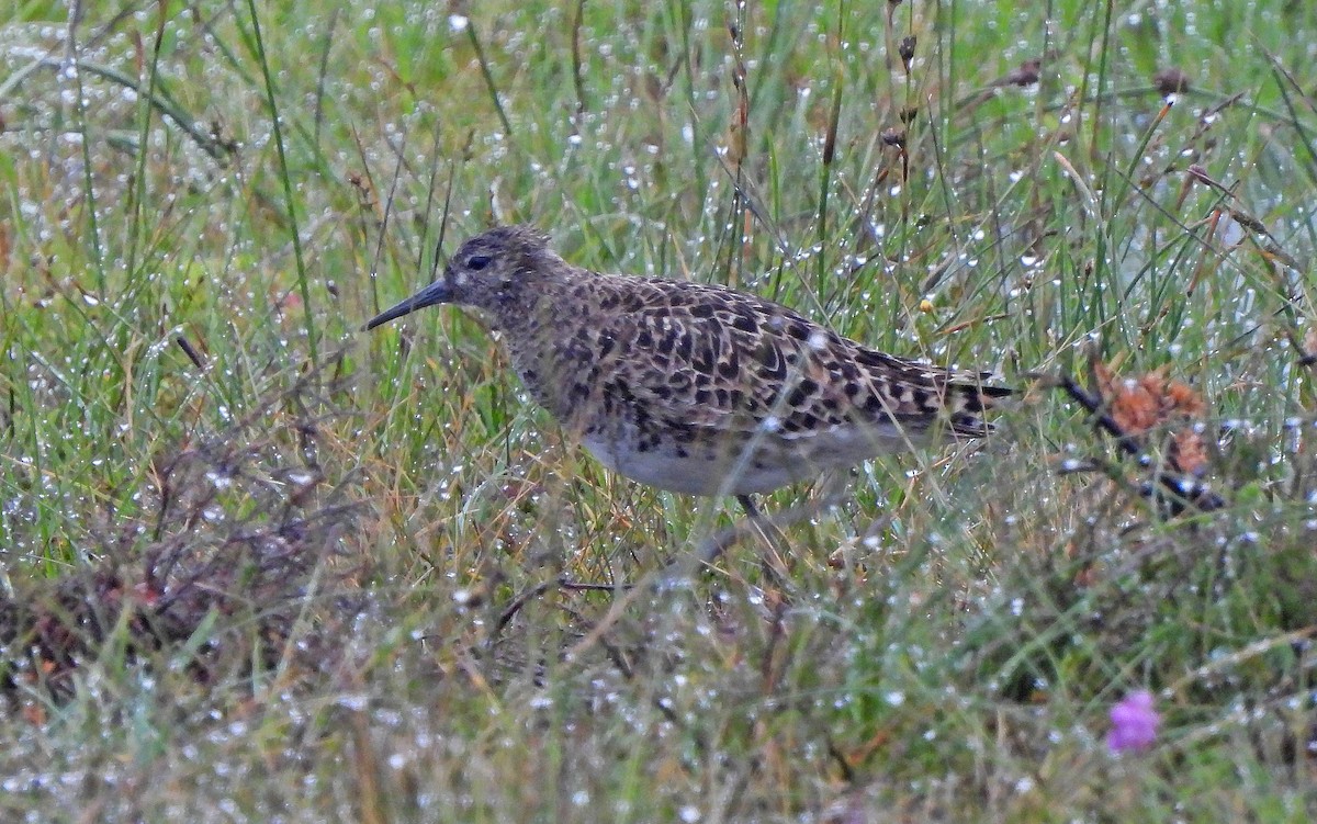 Döğüşkenkuş - ML647065193