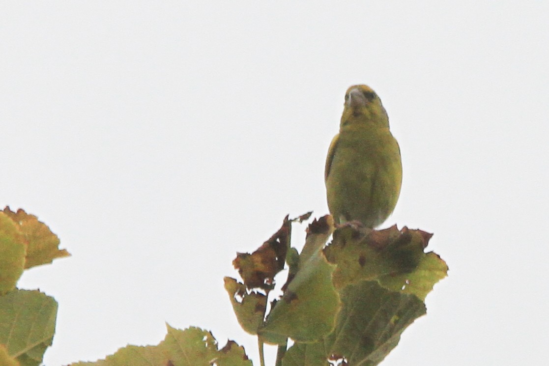 Florya - ML647065195