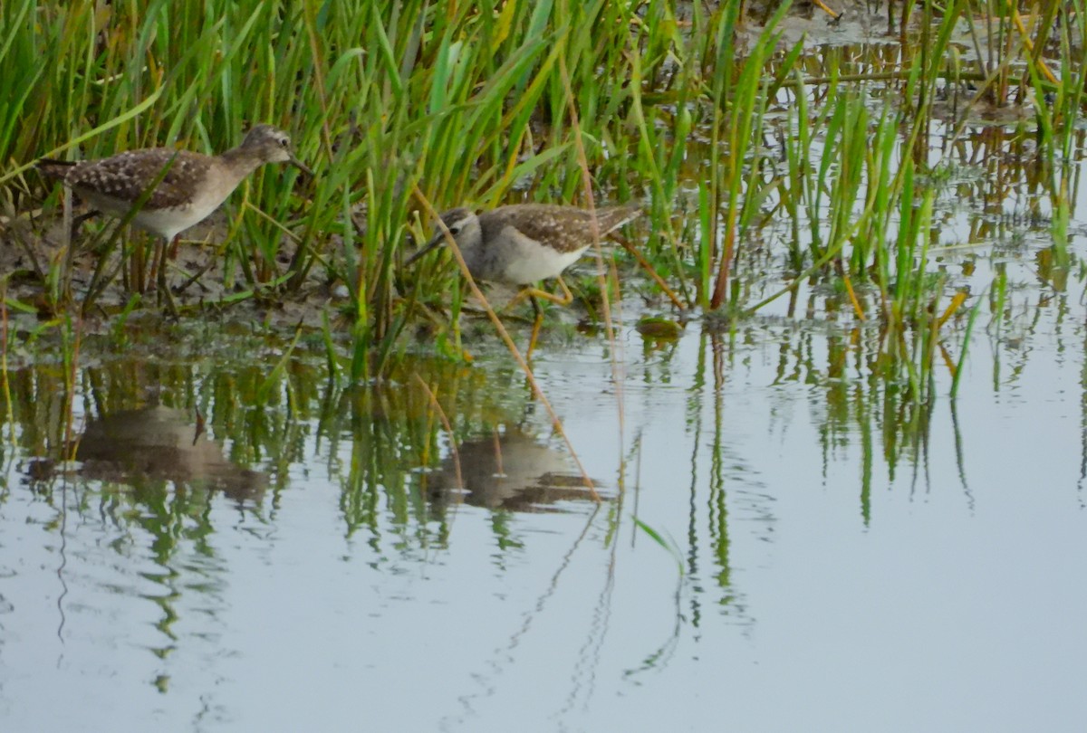 Orman Düdükçünü - ML647065196