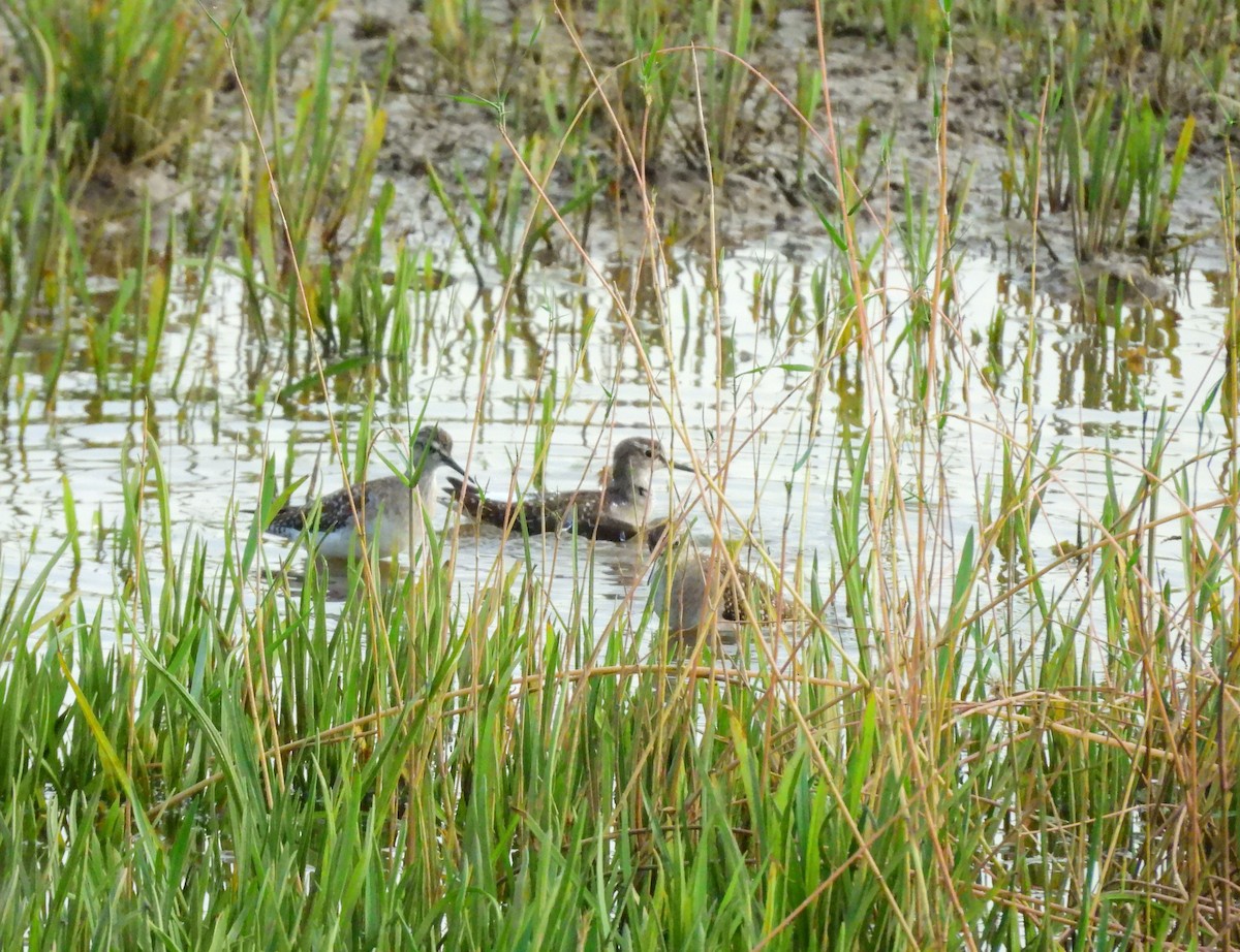 Orman Düdükçünü - ML647065197