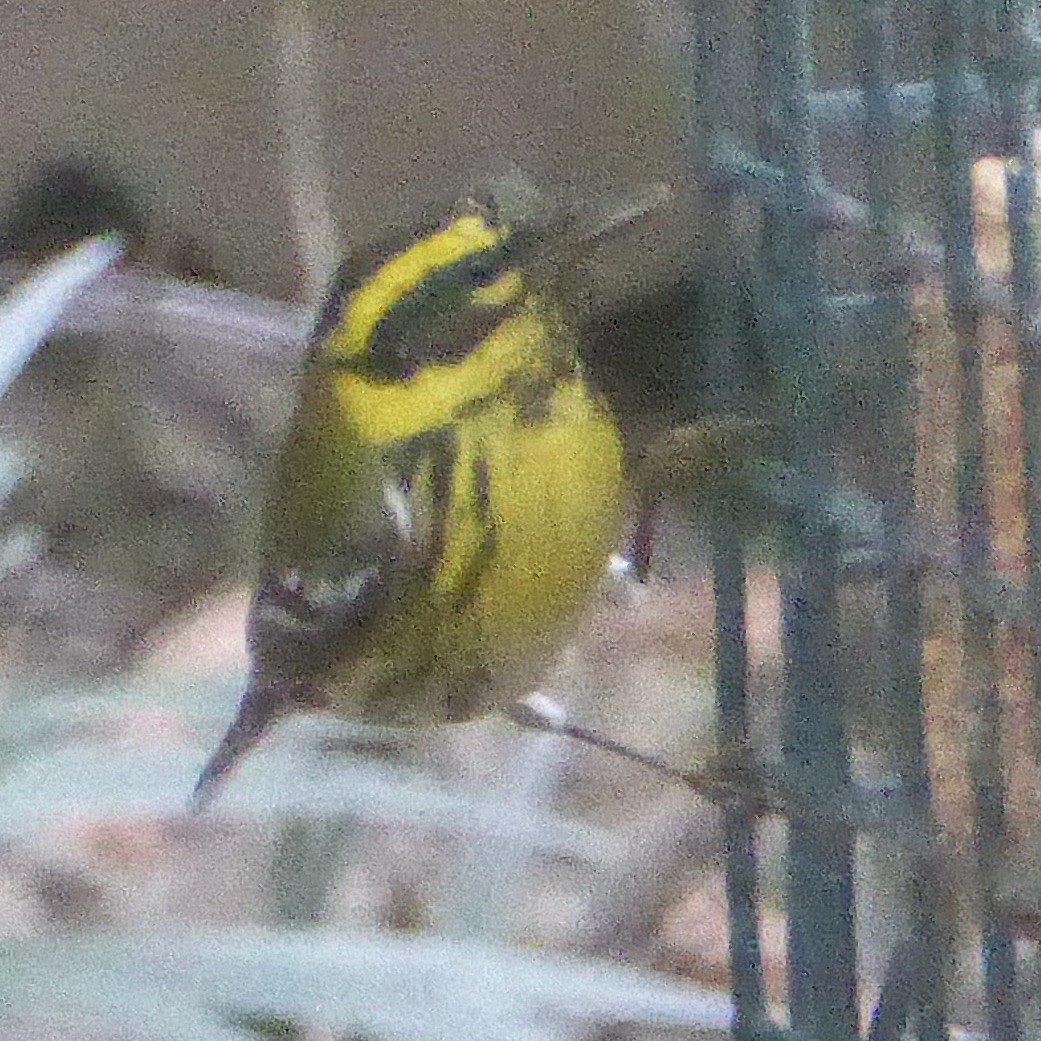 Townsend Ötleğeni - ML647065198