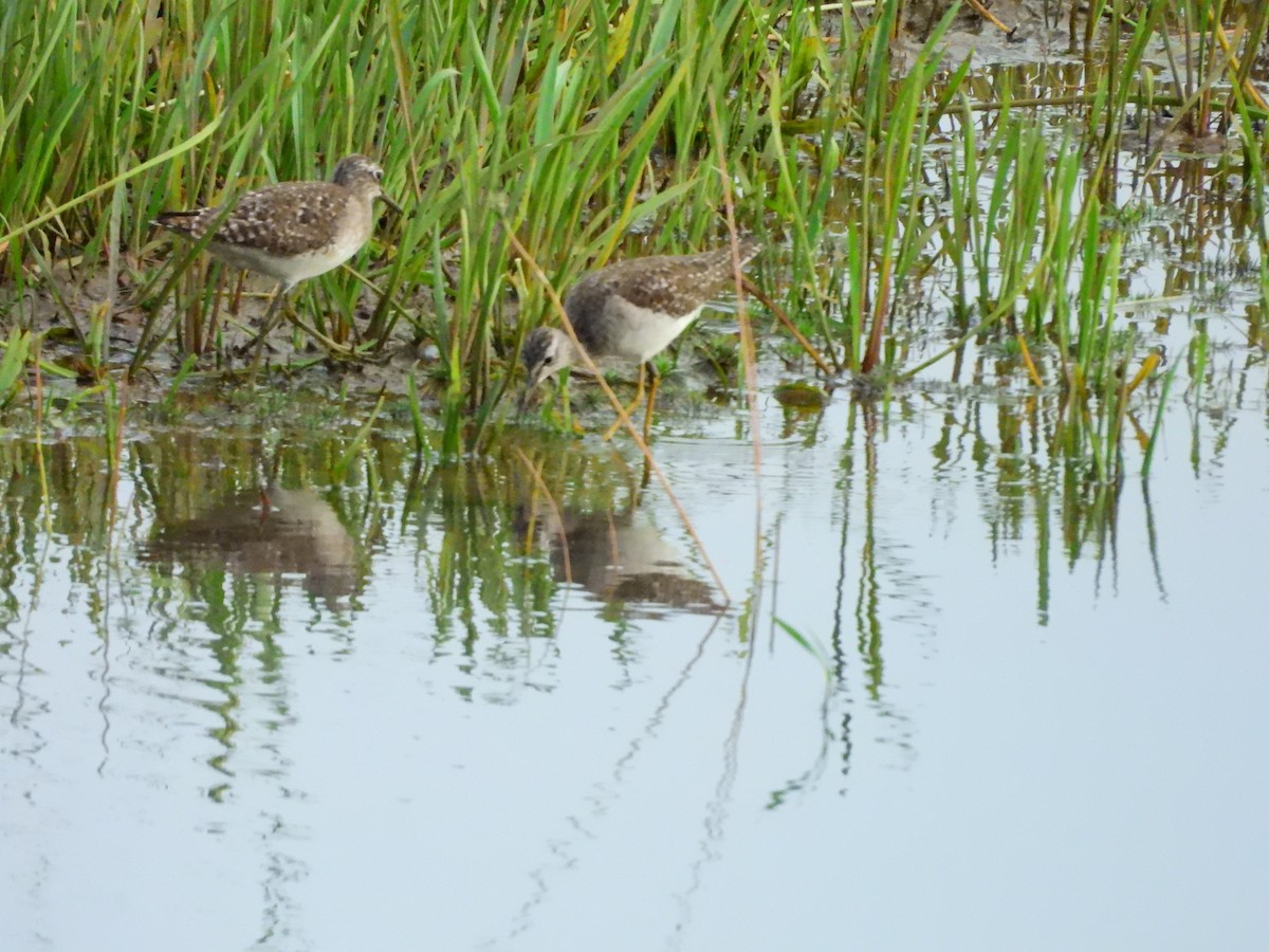 Orman Düdükçünü - ML647065199