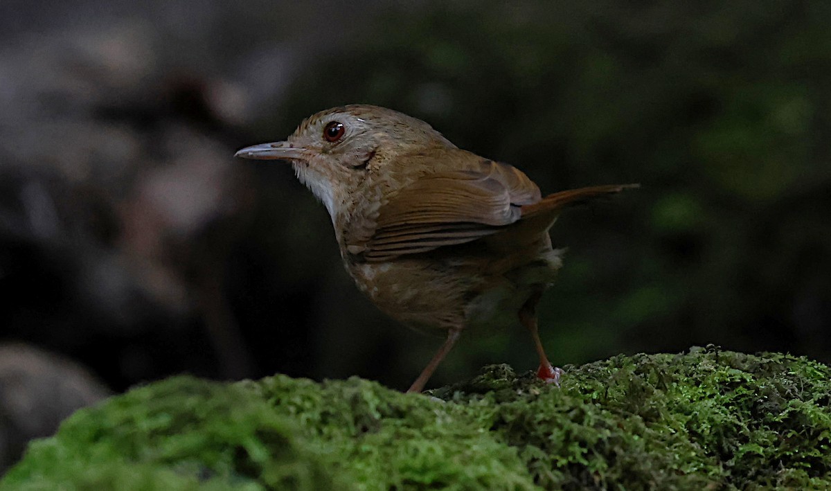 Sarımsı Karınlı Ardıçesmeri - ML647065200