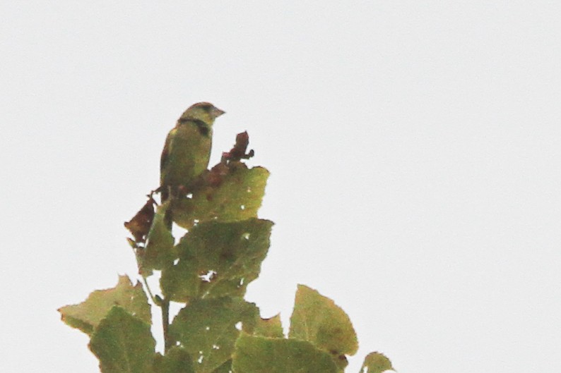 Florya - ML647065202