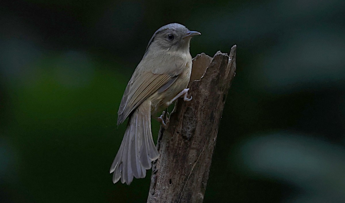 Boz Yanaklı Fulvetta - ML647065203