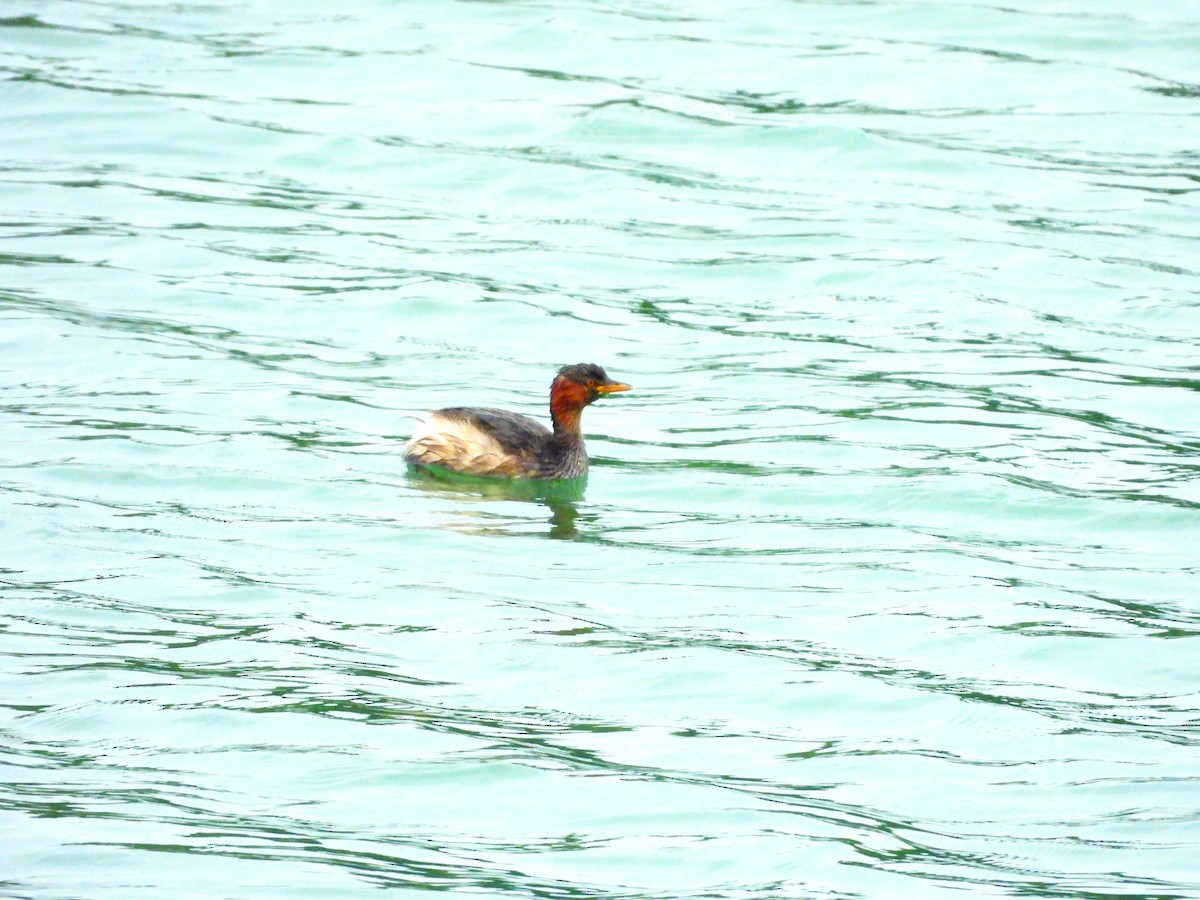 Küçük Batağan - ML647065206