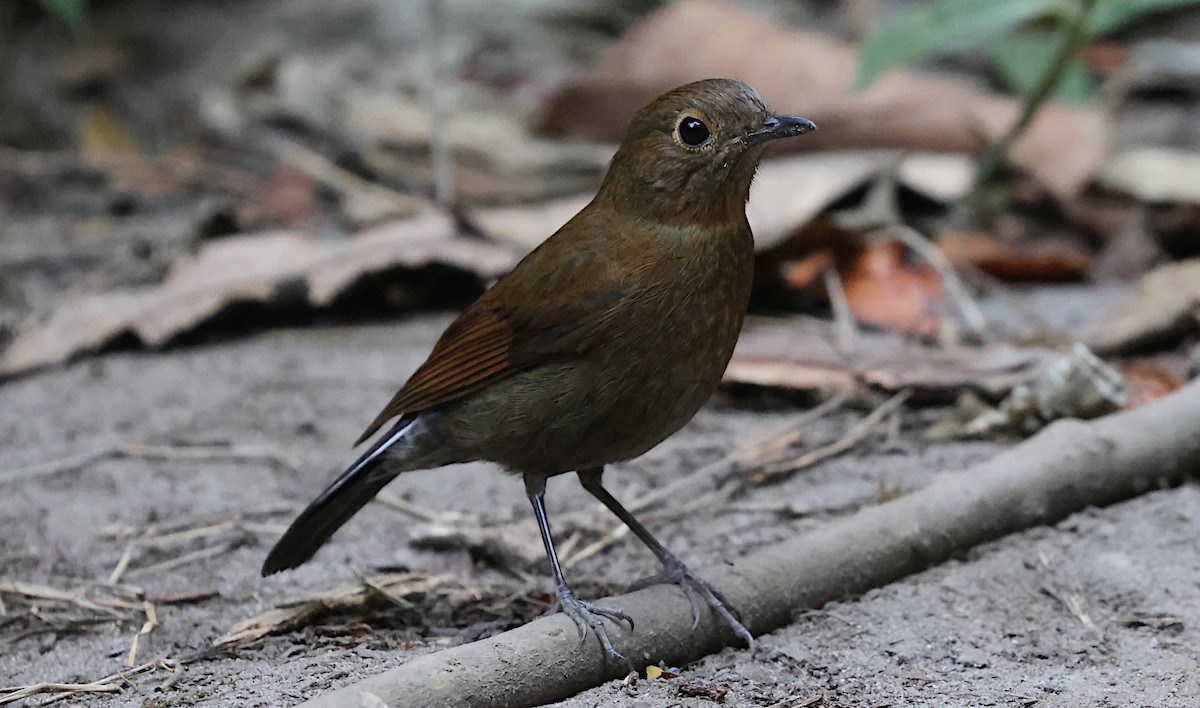 Ak Kuyruklu Bülbül - ML647065207