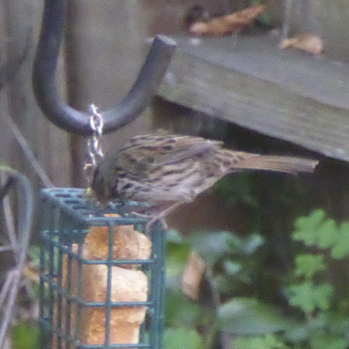 Ötücü Serçe - ML647065208