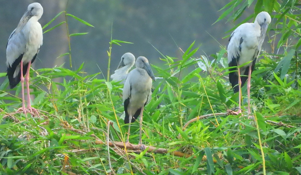 Ak Açıkgaga - ML647065210