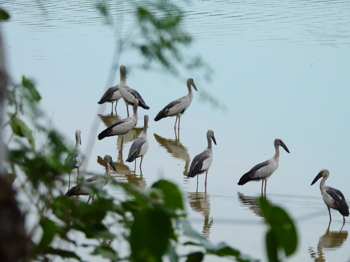 Ak Açıkgaga - ML647065211