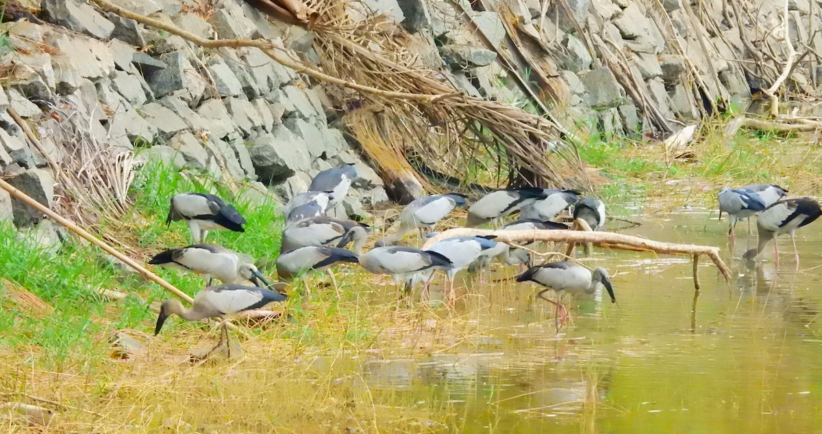 Ak Açıkgaga - ML647065212