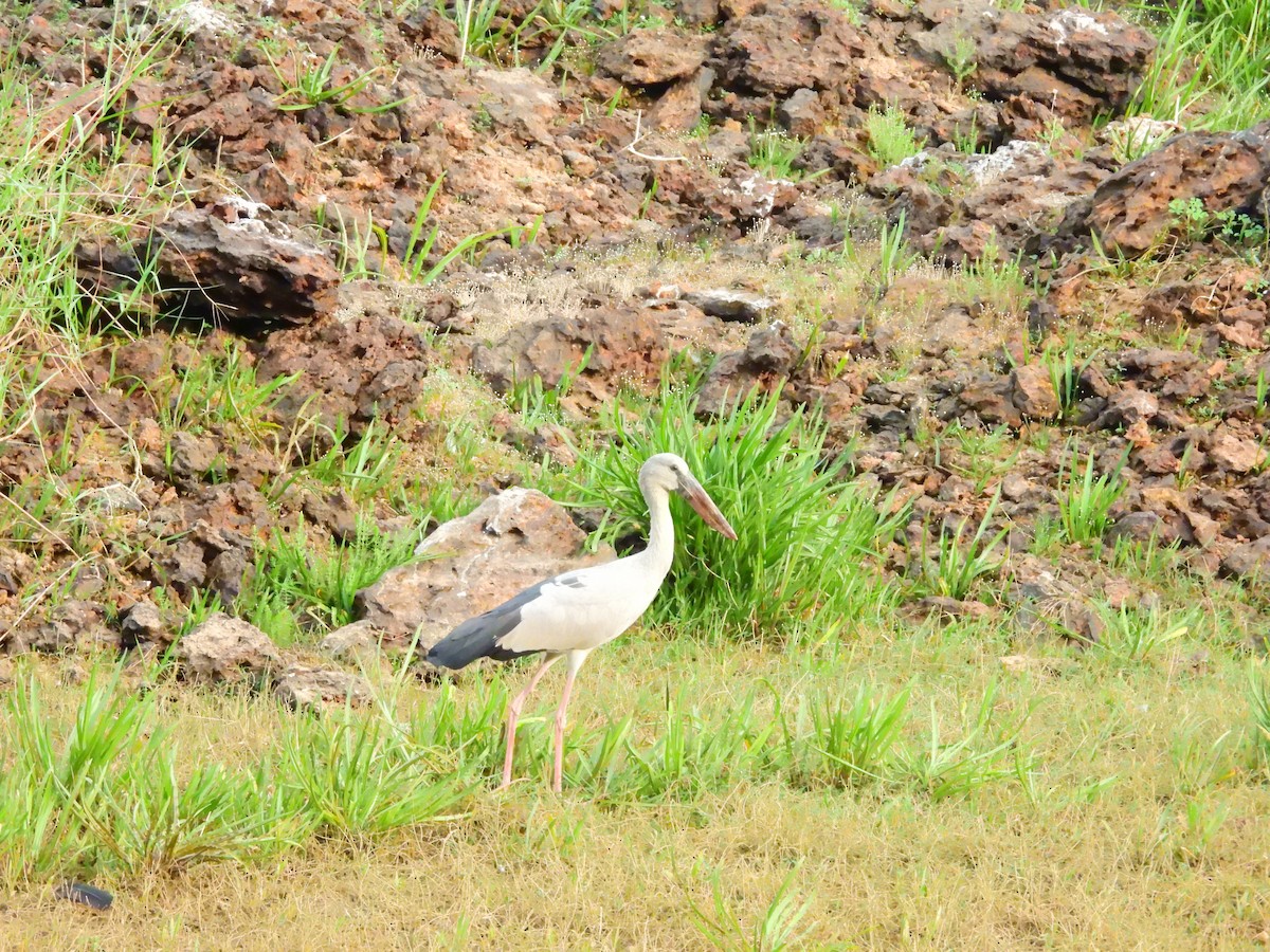 Ak Açıkgaga - ML647065213