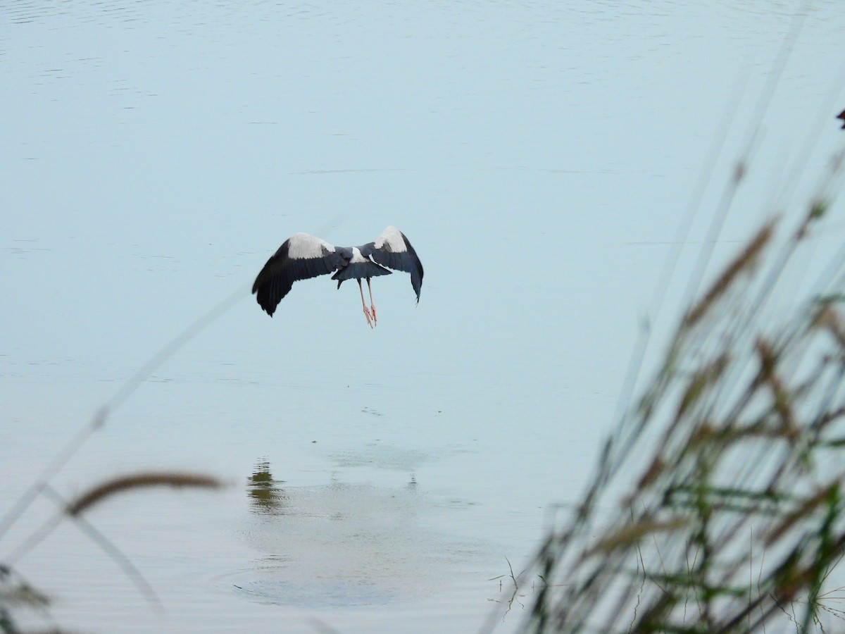 Ak Açıkgaga - ML647065214