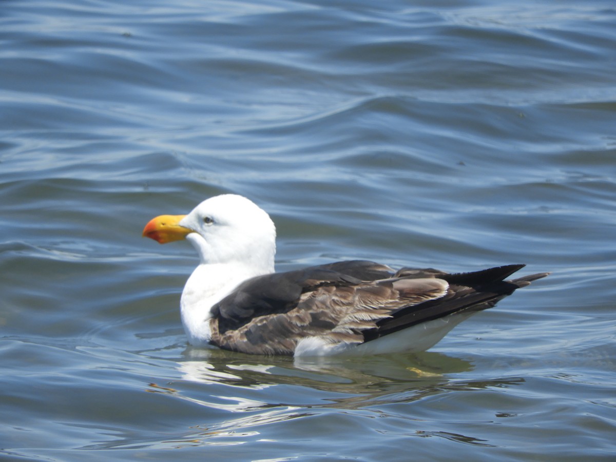 Pasifik Martısı - ML647065215