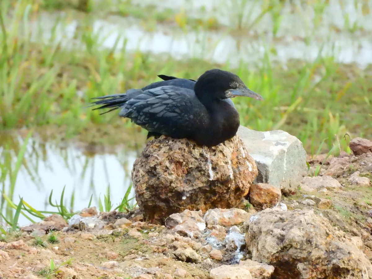 Kara Küçük Karabatak - ML647065216