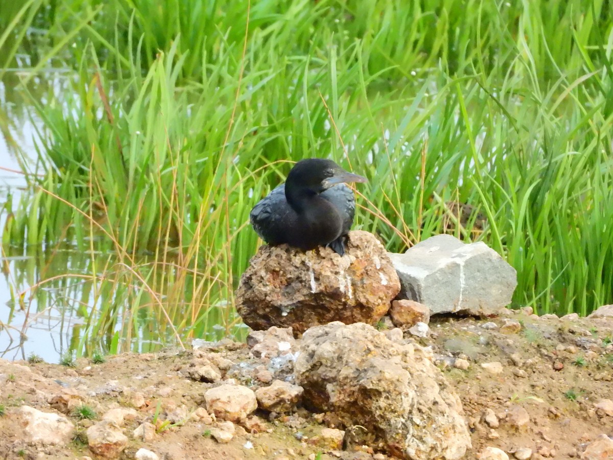 Kara Küçük Karabatak - ML647065217