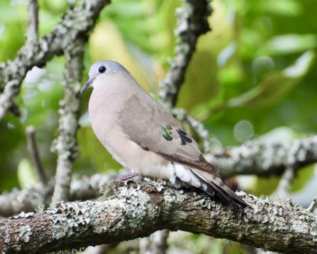 Yeşil Aynalı Kumru - ML647065222