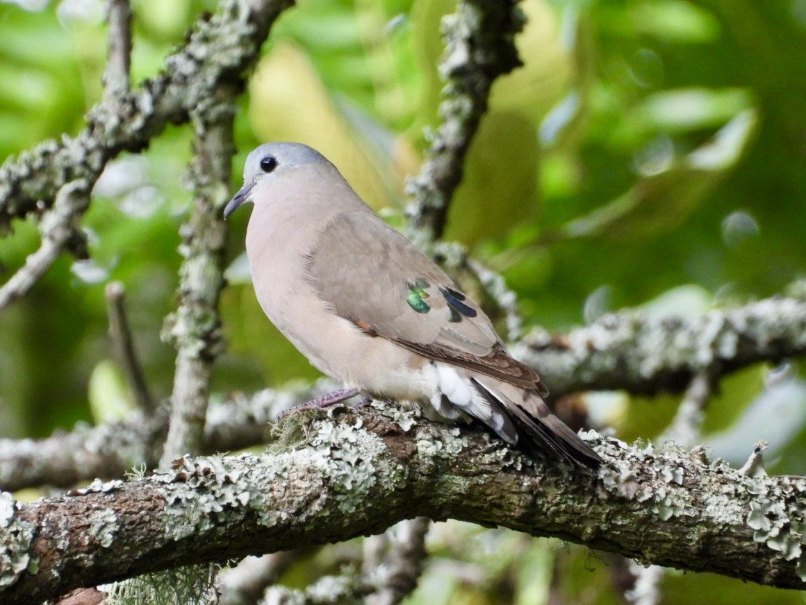 Yeşil Aynalı Kumru - ML647065223