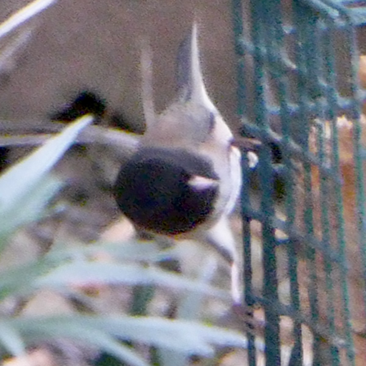 Kara Gözlü Junko - ML647065225