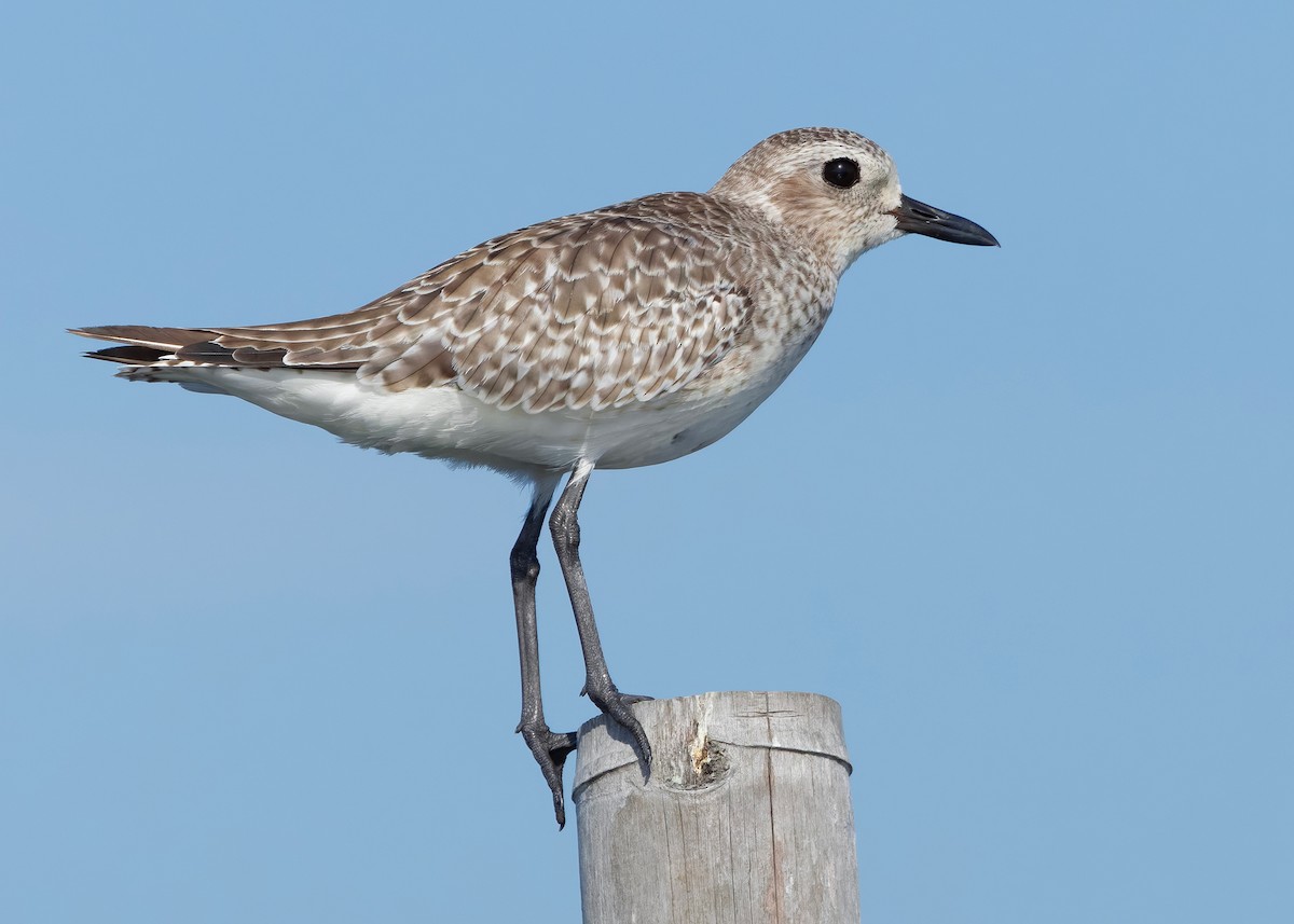 tundralo - ML647065257