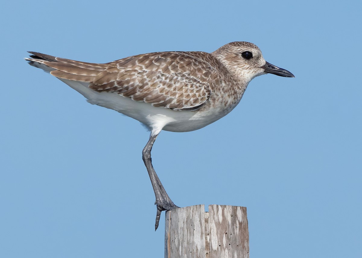 tundralo - ML647065258