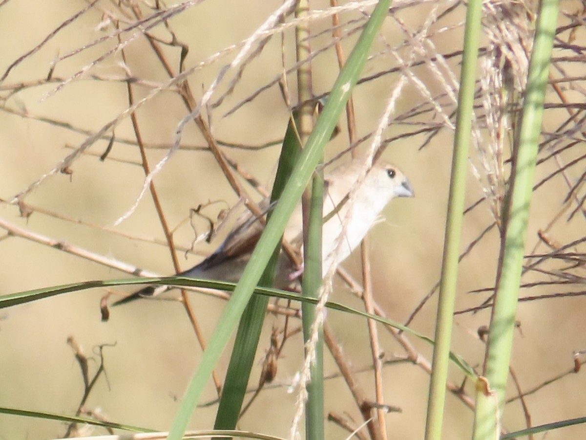 白喉文鳥 - ML647065264