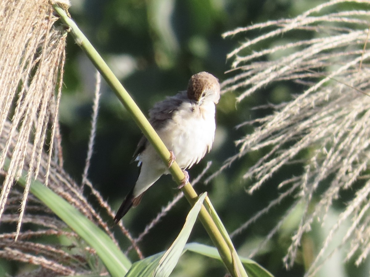 Малабарская амадина - ML647065265