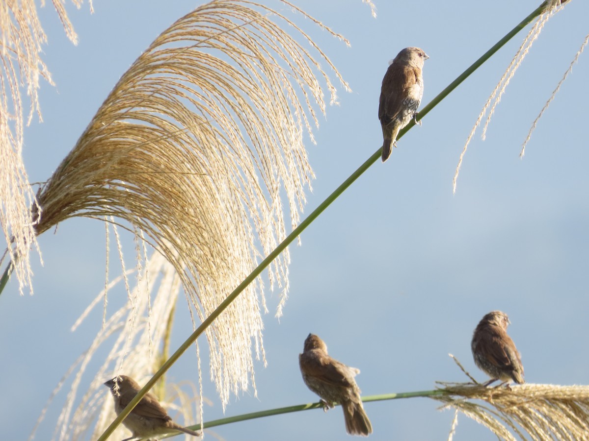 Чешуйчатая муния - ML647065276