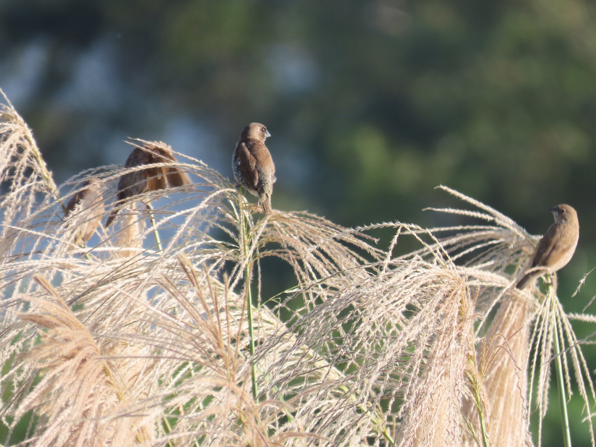 Чешуйчатая муния - ML647065277